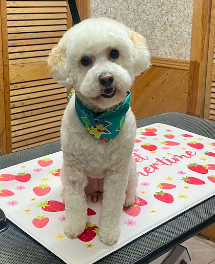 A real Pawsome Pups groom photographed by Sheryll